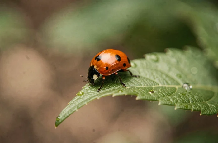 Coccinelle asiatique Harmonia axyridis posée sur une feuille verte avec des gouttelettes de rosée, vue macro détaillée